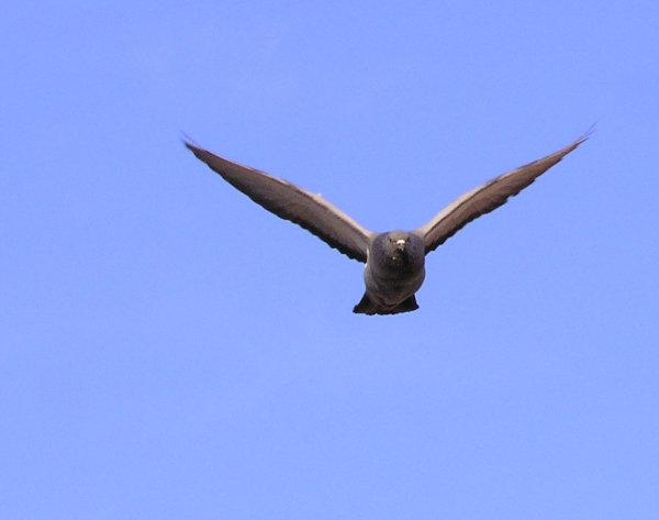 Piccione domestico - Columba livia.